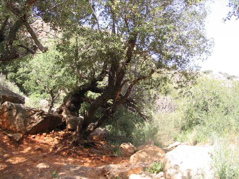 Upper Galilee 049