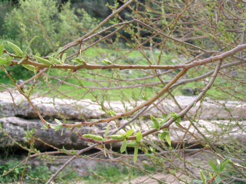 Upper Galilee 063