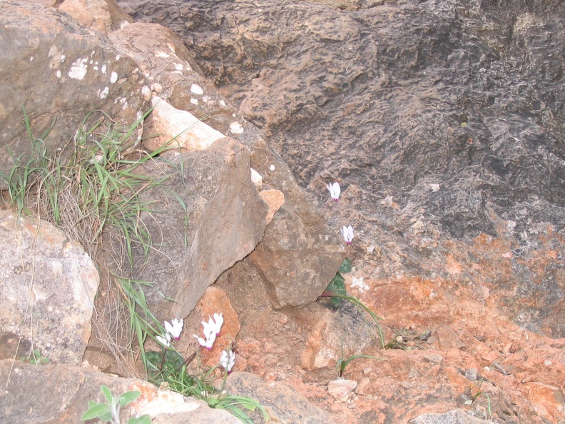Upper Galilee 074
