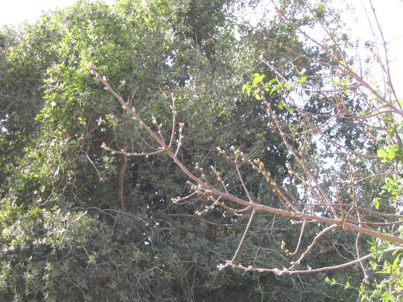Upper Galilee 007