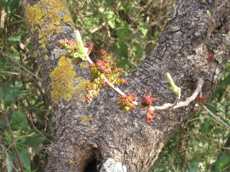 Upper Galilee 018