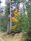 Germany 102