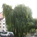 Germany 374