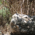 Alexander River 026