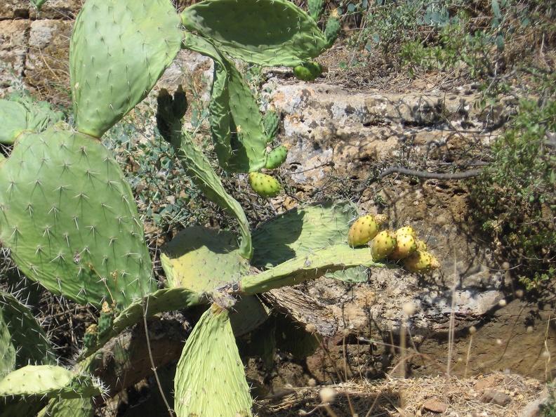 Golan 023