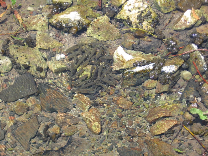 Golan 043