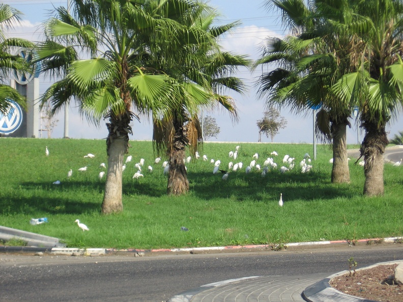 Haifa 011