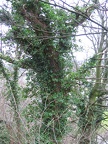 Stirling 046