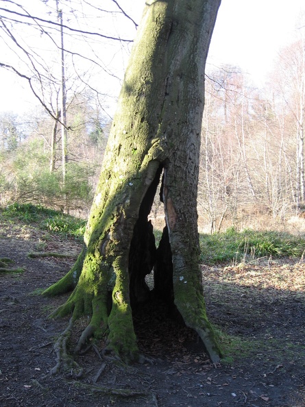 Roslin 113