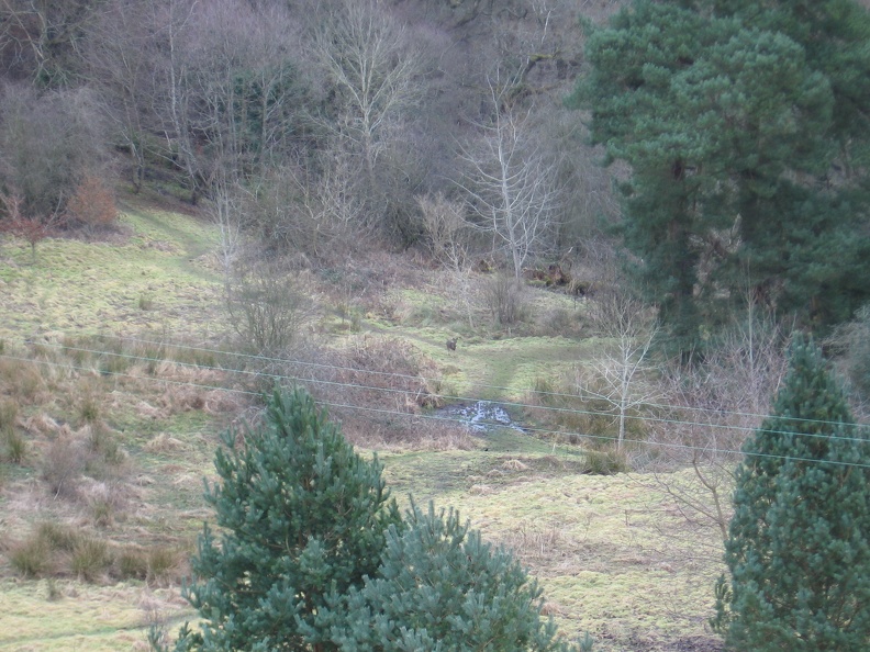 Roslin 016