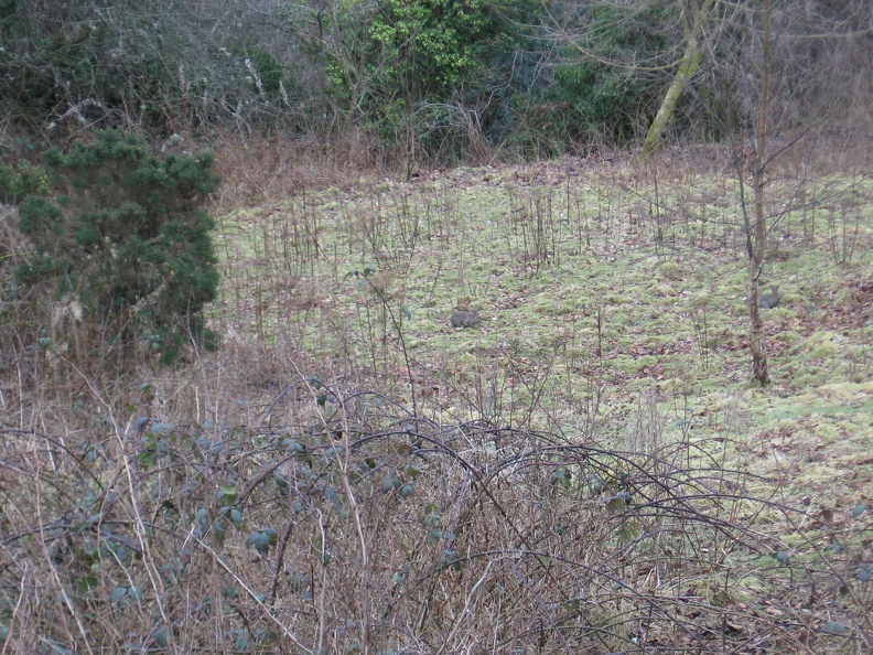 Roslin 026