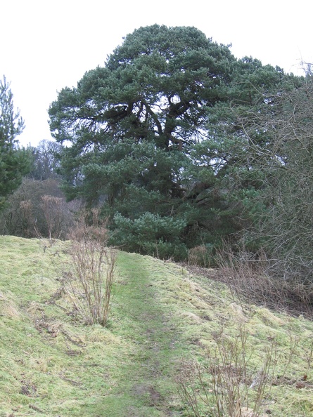 Roslin 027