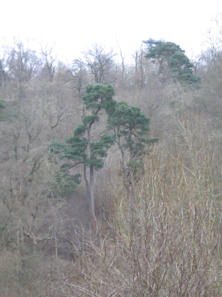 Roslin 028
