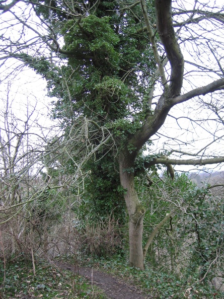 Roslin 043
