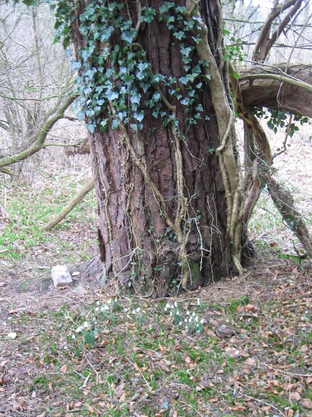 Roslin 049