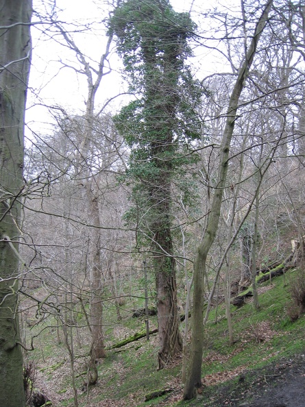 Roslin 075