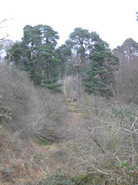 Roslin 083