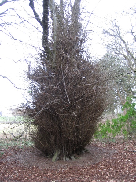 Roslin 093