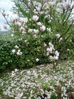 CIMG0333