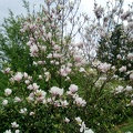 CIMG0334