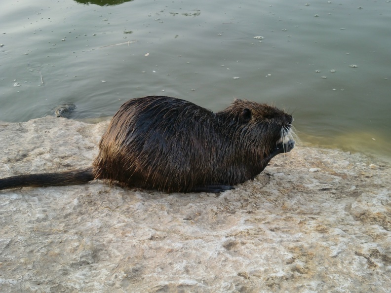 Nutria, Alexander Stream