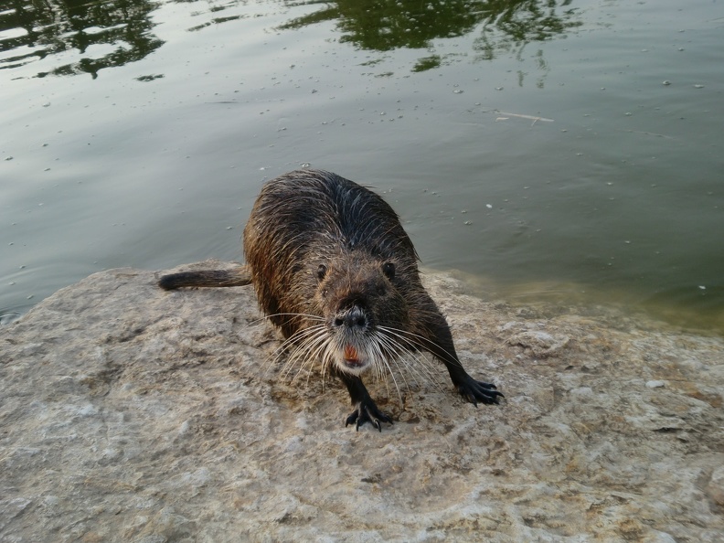 Nutria, Alexander Stream