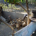 DSC02951.JPG