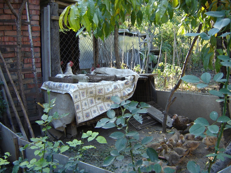 DSC02952.JPG