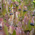DSC02698.JPG