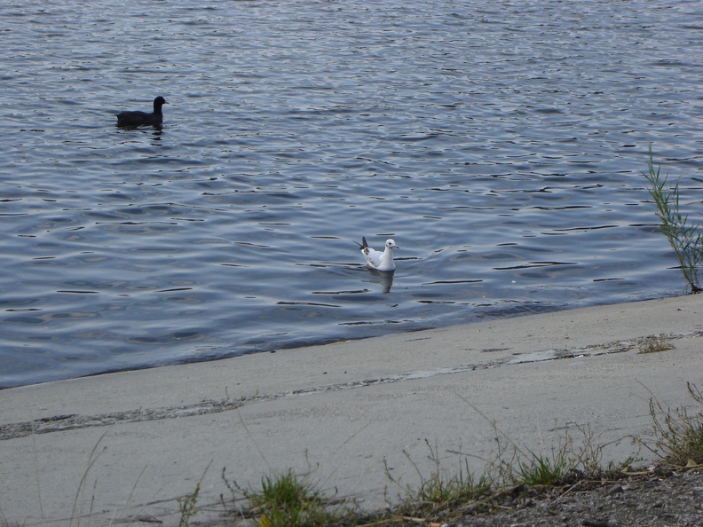 DSC02854.JPG