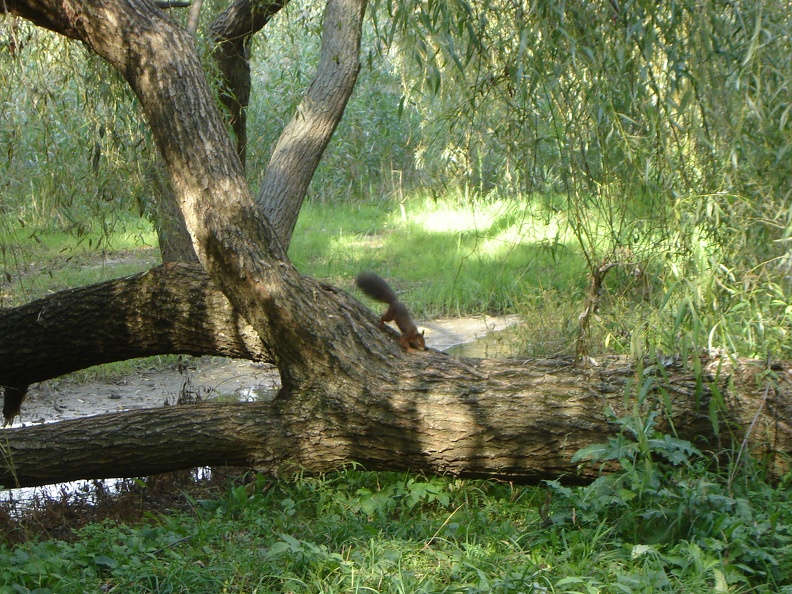 DSC02899.JPG
