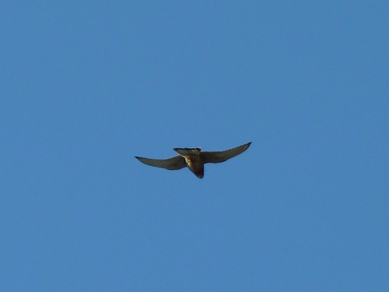 P1070540a