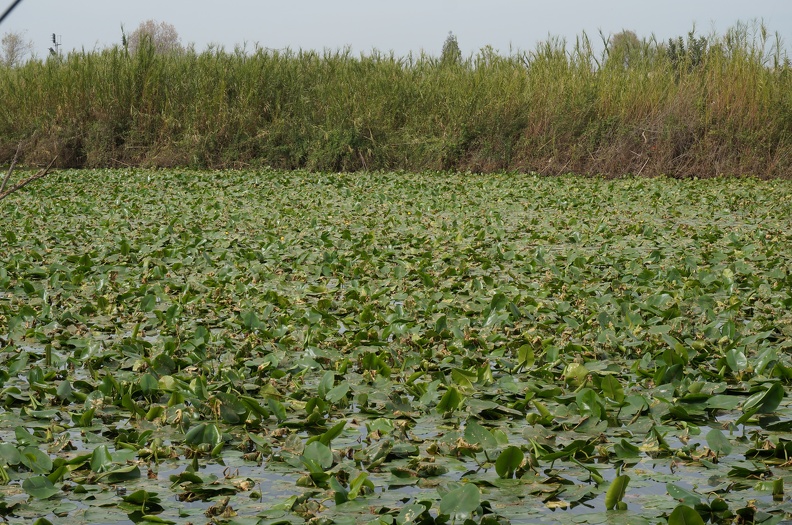 DSC04788