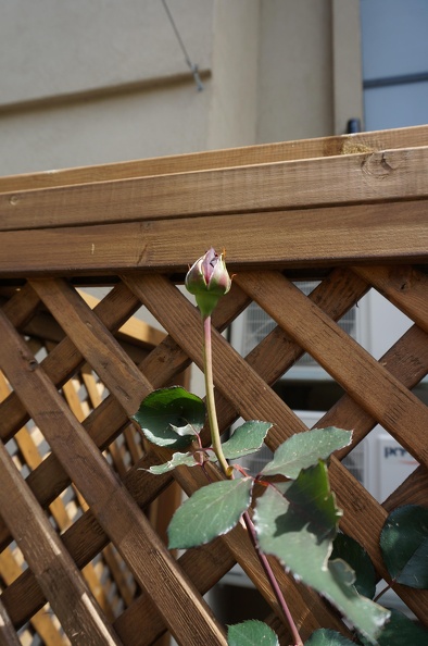 DSC04822.JPG