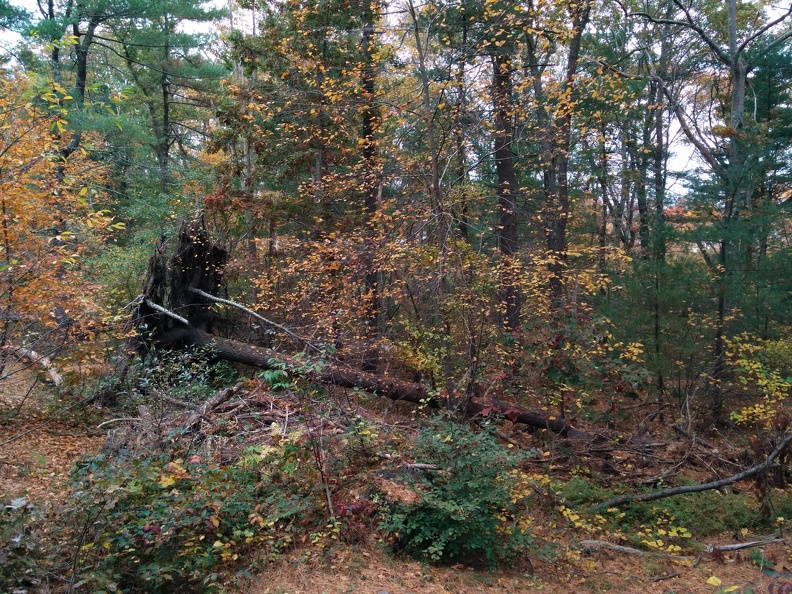 IMG 20151101 133055