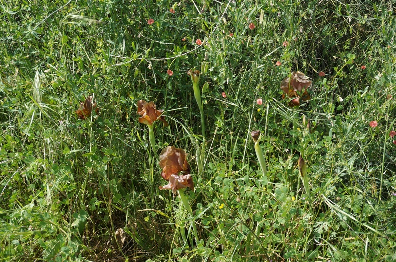 DSC04278