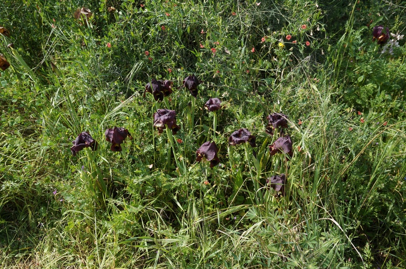 DSC04279