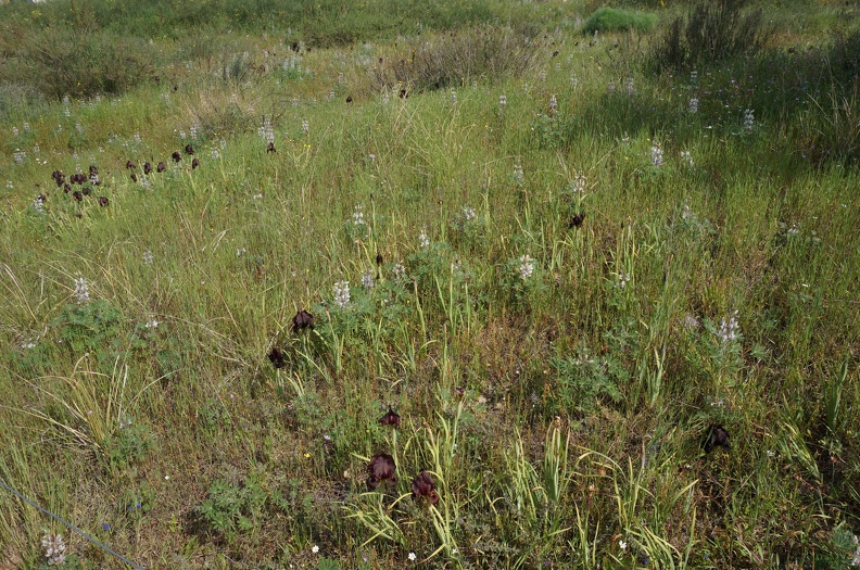 DSC04284