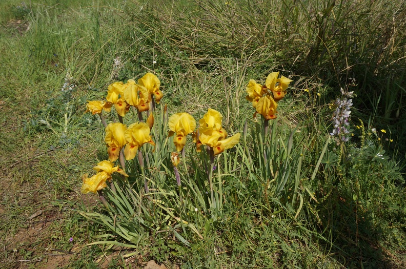 DSC04289