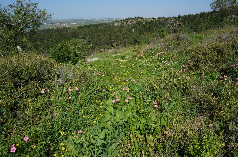 DSC04305