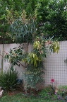 DSC04432