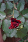 DSC04440