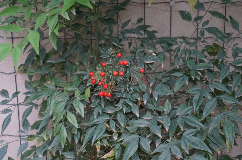 DSC04441