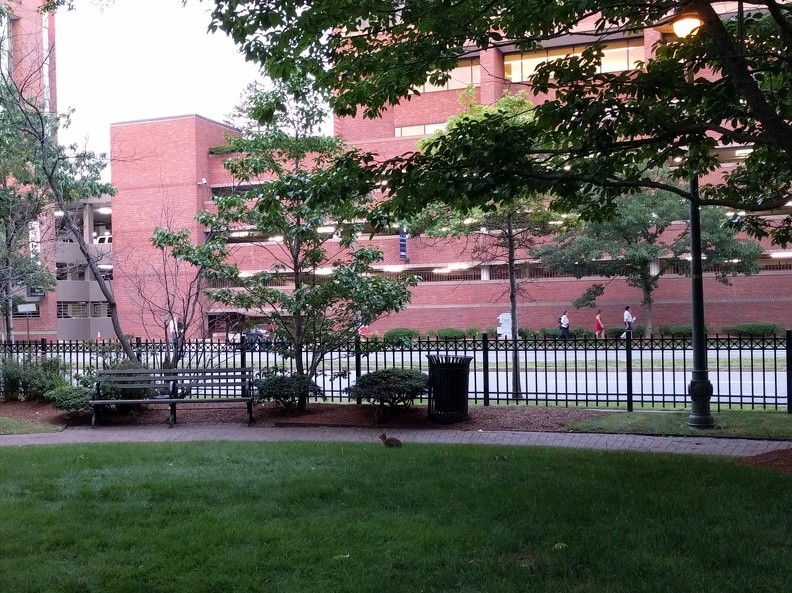 Rabbit in Cambridge