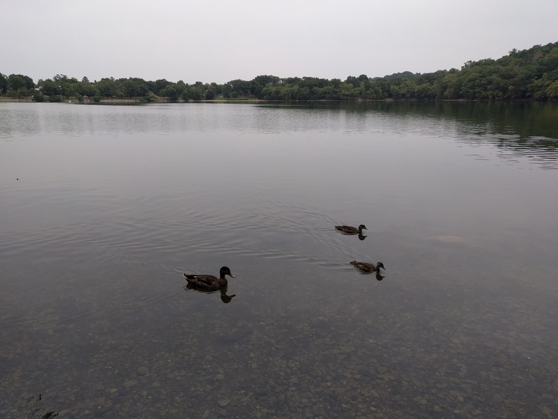 Jamaica Pond 2