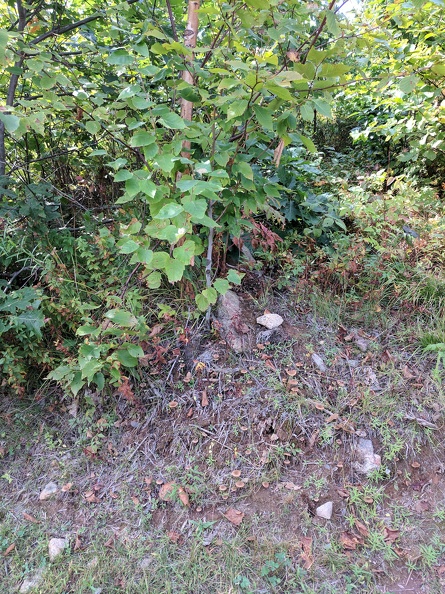 IMG 20170917 124437
