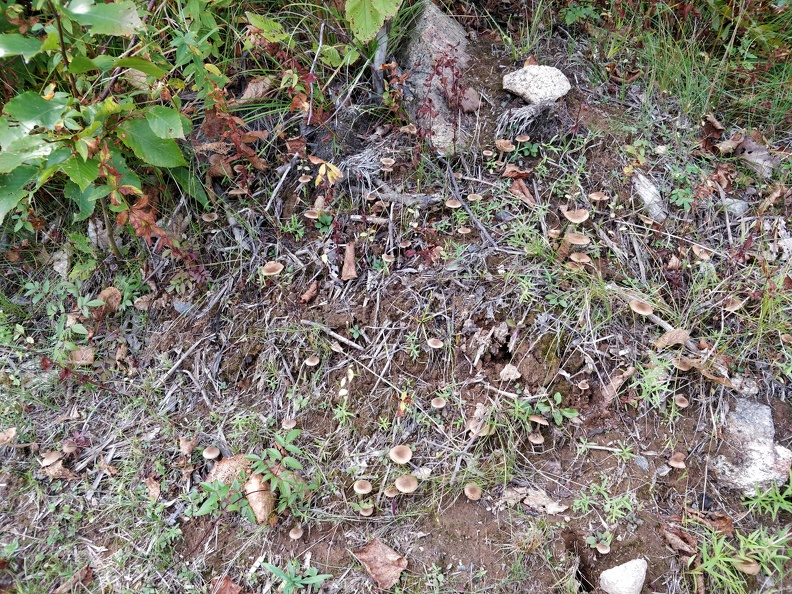 IMG 20170917 124446