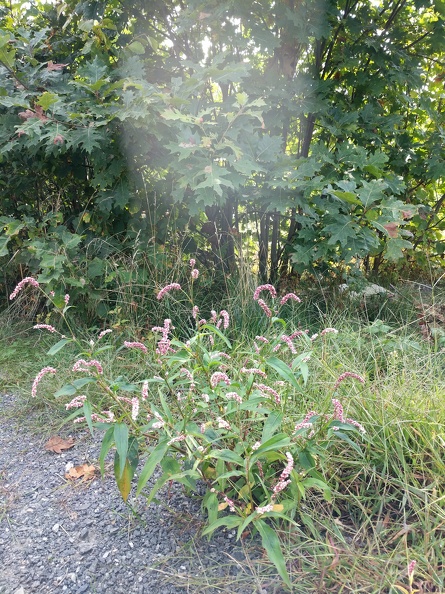 IMG 20170917 124501