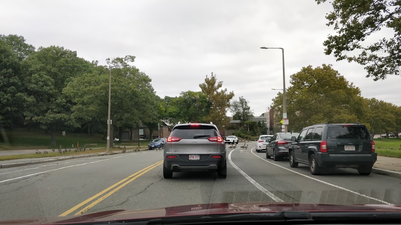 Geese Crossing