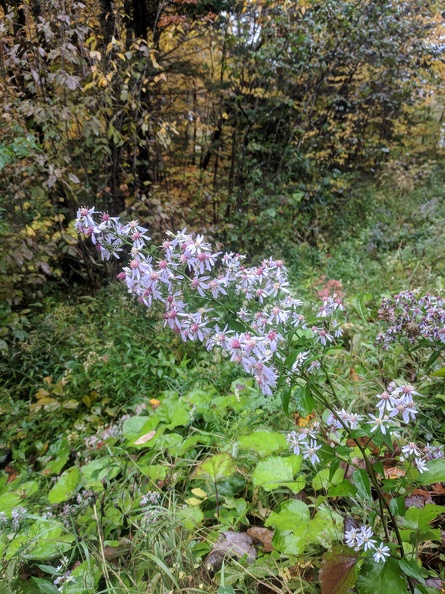 IMG 20181007 121953